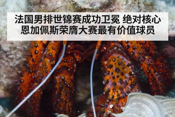 法国男排世锦赛成功卫冕 绝对核心恩加佩斯荣膺大赛最有价值球员